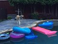 Alex_MooseDiscoversPool (1)